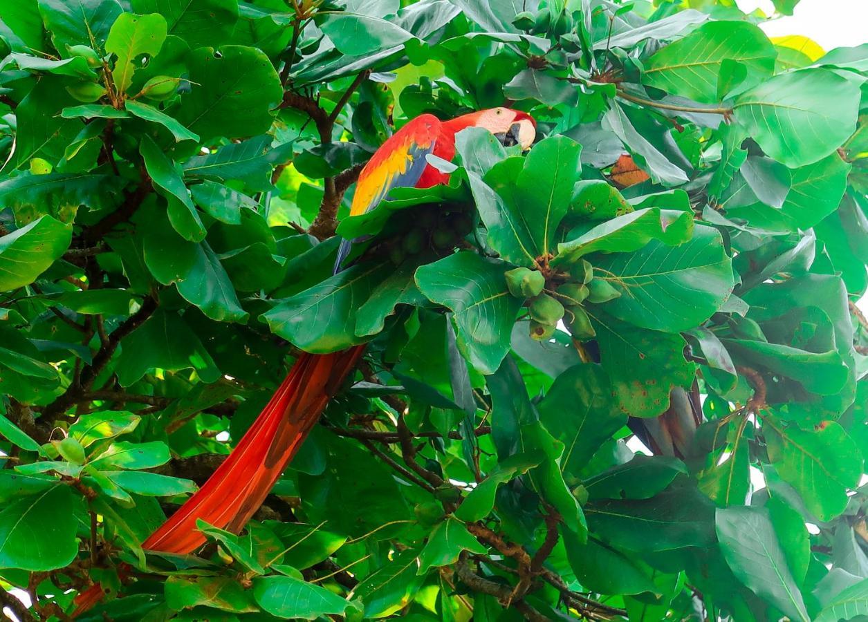 Hotel Hoja De Oro Corcovado 2*